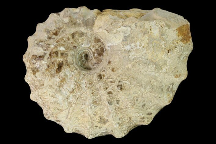 Cretaceous Fossil Ammonite (Calycoceras) - Texas #162641